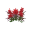 SMUSUM Red Flowers.png