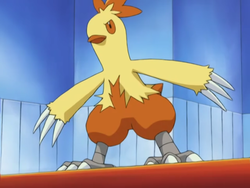 How To Evolve Torchic Into Combusken And Blaziken In Pokemon