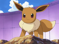 John's Eevee before evolving into Glaceon