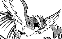 Falkner's Pidgey