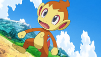 Ash Chimchar.png