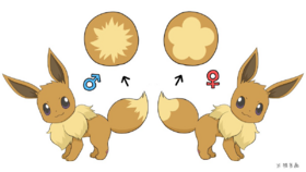 Partner Eevee gender differences.png