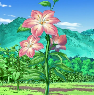 Gracidea flower anime.png