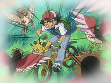 Ash's Noctowl - Bulbapedia, the community-driven Pokémon encyclopedia
