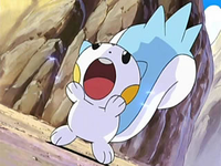 Dawn's Pachirisu