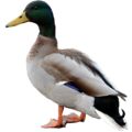 Duck.png