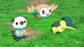 The Hisui region starter Pokémon in the anime