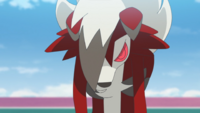 Franka's Lycanroc