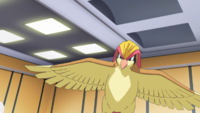 Blue's Pidgeot