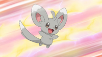 Ash's Minccino