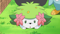 Shaymin Land Forme