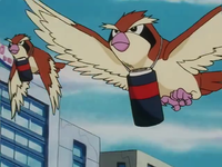 Denjirō's Pidgey (multiple)