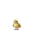 Pidgey