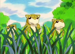 Kanto Route 1 Sandshrew.png