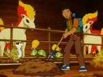 Wings Ponyta Bellsprout.png