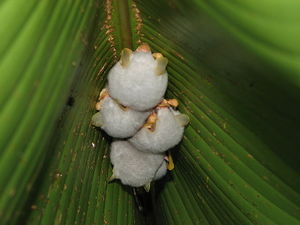 Ectophylla alba.jpg