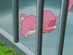 Pink Rattata.png