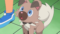 Professor Kukui's Rockruff