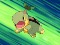 Ash Turtwig.png