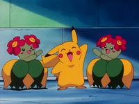 Bailey's Bellossom (Belle and Bella)