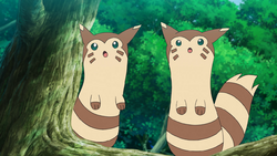 Naruto and Sakura the pokemon trainers, sakura, naruto, furret, anime,  azumarill, HD wallpaper | Peakpx