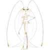 0795Pheromosa.png