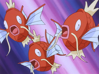 Luka's Magikarp x3