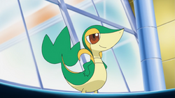 Juniper Snivy.png