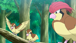 Viridian Forest Pidgey Pidgeotto.png