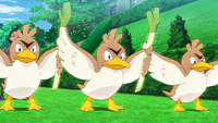 Goh's Farfetch'd, Pokémon Wiki