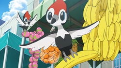 Pikipek anime.png