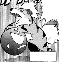 Kenta's Growlithe