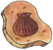 RG Helix Fossil.png