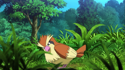 Pidgey anime.png