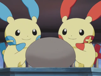 Thatcher's Plusle and Minun