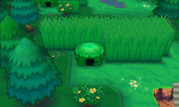 Secret Spot Route 119 7.png