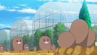 Laxton's Diglett (multiple)