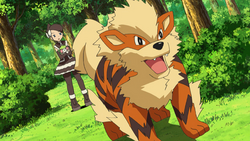 is arcanine a dog or tiger