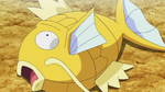 Kasukarp Shinegoldie.png