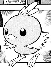 Red's Torchic