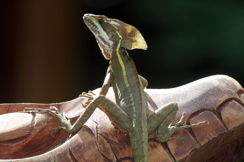 File:Common Basilisk.jpg