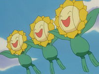 Tammy's Sunflora (x3)