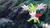 Shaymin M11 Sky Forme.png