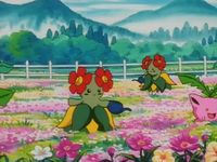 Ephraim's parents's Sunflora (×2), Hoppip (×2), Bellossom (×2)