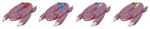Genesect Pose High Speed.png