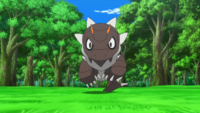 Ash's Tyrunt