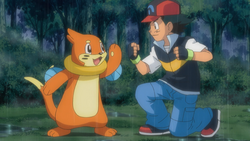 Ash's Buizel, Pokemon Reboot-Ash New Begining Wiki