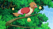 Goh Spearow.png