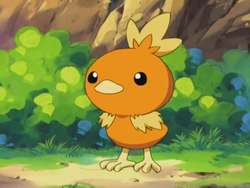 shiny torchic pokemon x