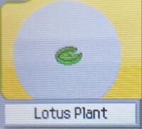 Lotus Plant (Pokemon Ranger).jpg